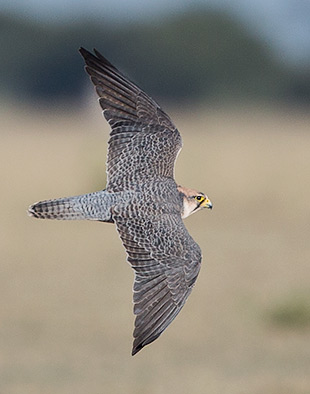 Lanner Falcon in flight